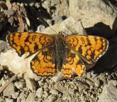 Phyciodes mylitta