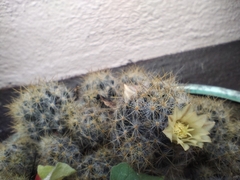 Mammillaria prolifera