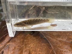 Etheostoma flabellare