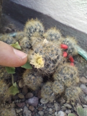 Mammillaria prolifera