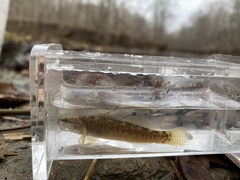 Etheostoma flabellare