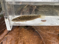 Etheostoma flabellare