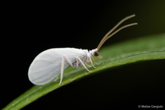 Semidalis