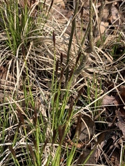 Carex pensylvanica
