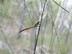 Suhpalacsa subtrahens