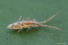 Entomobrya