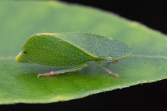 Hespenedra chilensis