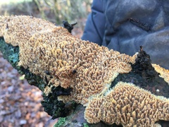 Basidioradulum radula