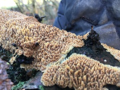 Basidioradulum radula