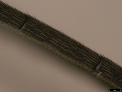Myrmeleonostenus