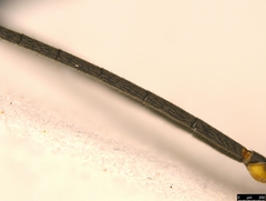 Myrmeleonostenus