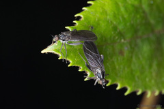 Empidinae