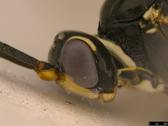 Myrmeleonostenus