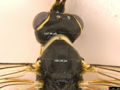 Myrmeleonostenus