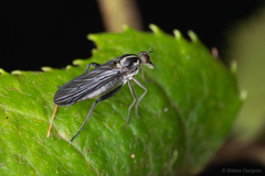 Empidinae