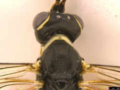 Myrmeleonostenus
