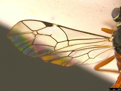 Myrmeleonostenus