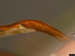 Myrmeleonostenus