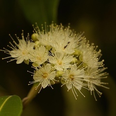 Backhousia citriodora