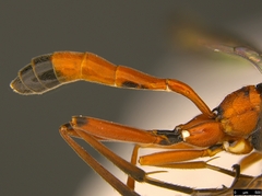 Myrmeleonostenus