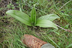 Himantoglossum robertianum