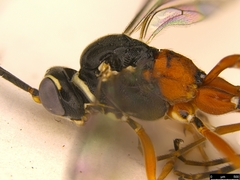 Myrmeleonostenus