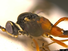 Myrmeleonostenus