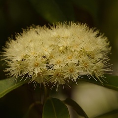 Backhousia citriodora