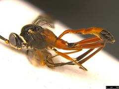 Myrmeleonostenus