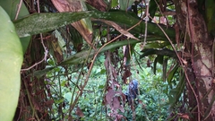 Billbergia morelii