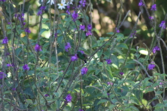 Saucerottia hoffmanni