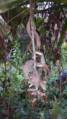 Billbergia morelii, photograph 1