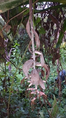 Billbergia morelii, photograph (c) Carlos Otávio Gussoni, some rights reserved (CC BY)