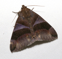 Dysgonia purpurata