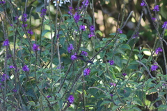 Saucerottia hoffmanni