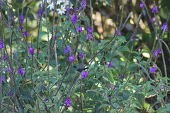 Saucerottia hoffmanni
