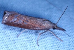 Neodactria luteolellus