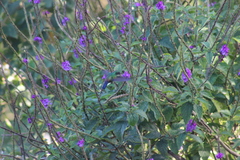Saucerottia hoffmanni