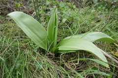 Himantoglossum robertianum