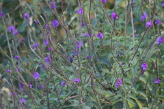 Saucerottia hoffmanni