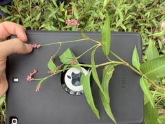 Persicaria elatior
