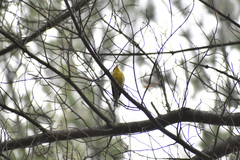 Setophaga pinus