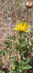 Grindelia chiloensis
