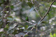 Microchera cupreiceps