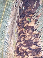 Agapornis roseicollis