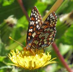 Euphydryas editha