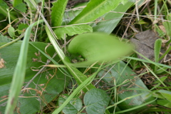 Himantoglossum robertianum