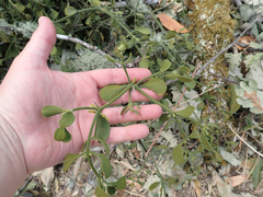 Phoradendron villosum