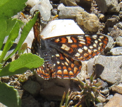 Euphydryas editha