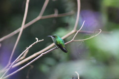 Microchera cupreiceps